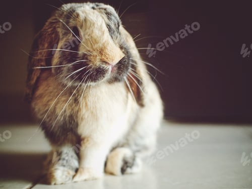 Preview: Cute bunny rabbit
