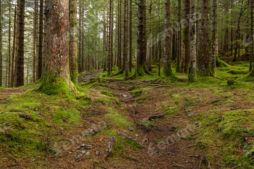 Preview: Dirt Trail In The Forest