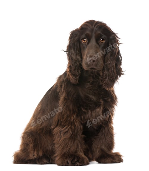 Preview: English Cocker Spaniel (8 months old)