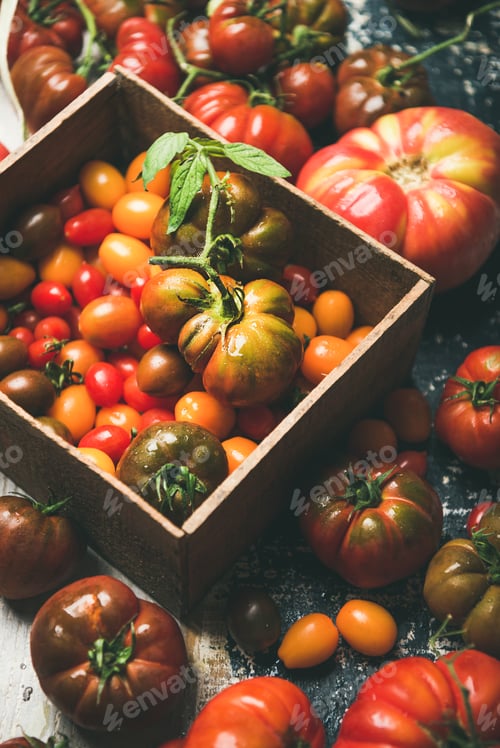 Preview: Fresh colorful Fall or Summer heirloom, bunch and cherry tomatoes