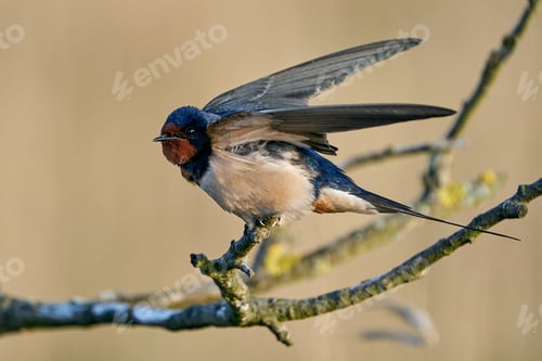 Preview: Barn swallow (Hirundo rustica)