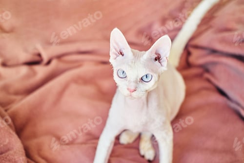 Preview: Portrait of a Sphynx Devon Rex cat with bare eyes. Close-up of a purebred domestic animal.