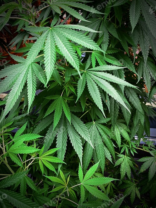 Preview: Large green leafs of medical Marijuana plant growing outdoor cannabis natural background