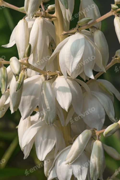 Preview: Common Yucca (Yucca Filamentosa). Called Adam'S Needle, Spanish Bayonet, Bear-Grass, Needle-Palm
