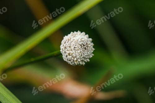Preview: Melampodium leucanthum in nature