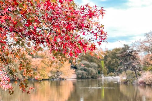 Preview: Central Park NYC during autumn