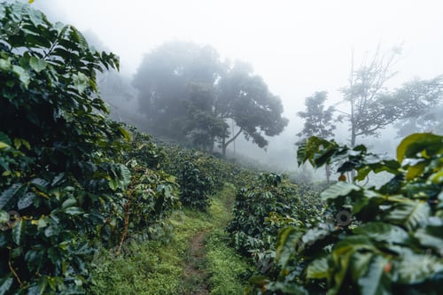 Preview: Coffee plantation in the misty forest in South Asia
