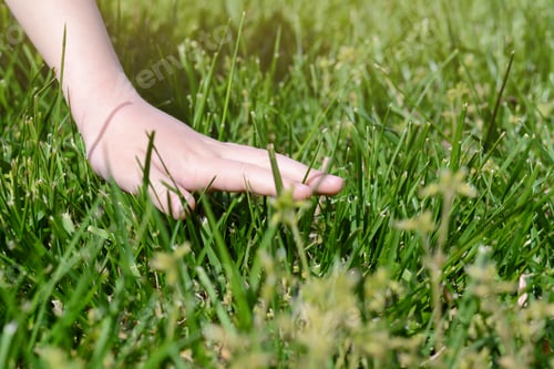 Preview: Woman touching fresh grass on green lawn, closeup