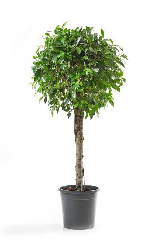 Preview: Ficus tree on a white background