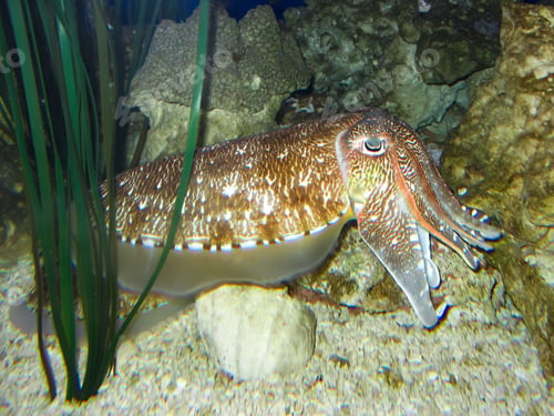 Preview: a very large cuttle that is laying on the rocks