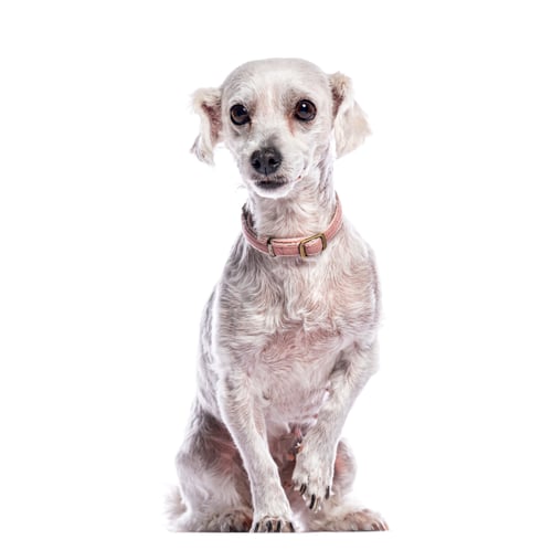 Preview: Cute white dog sitting and looking forward on white background
