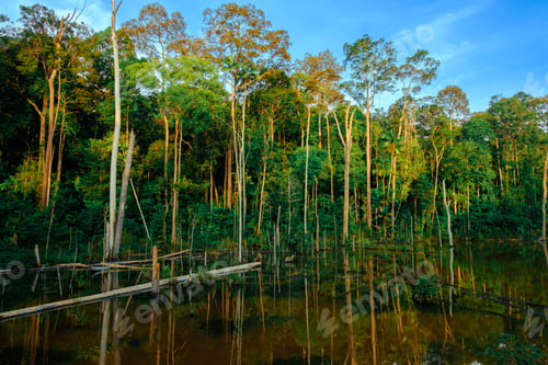Preview: Calm view of a swamp or wetland in Felda Maokil, Muar, Johor, Malaysia