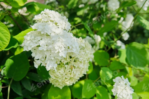 Preview: Close-up of a blooming white hydrangea bush in the garden, abstract background