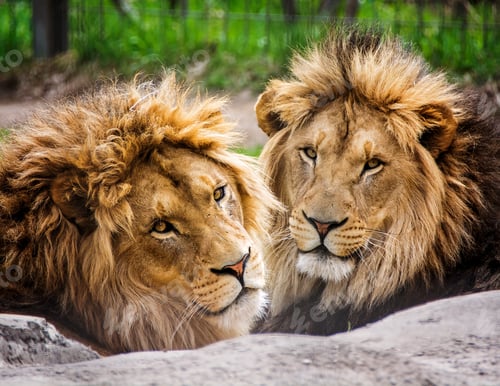 Preview: Regal, young, male lion brothers (Baruti and Aslan).
