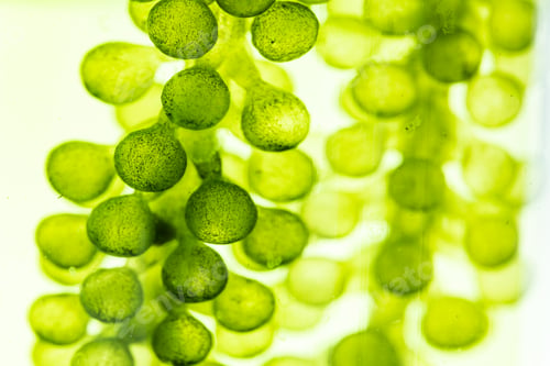 Preview: macro microscope closeup shot of green algae water plant with biotechnology science laboratory