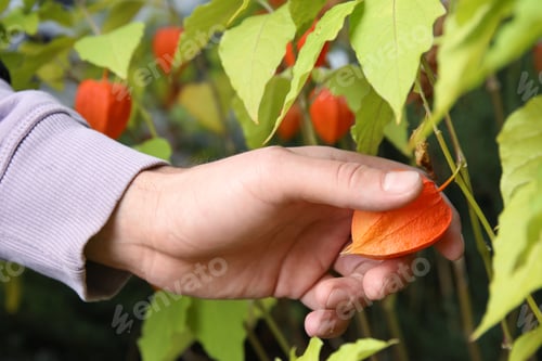 Preview: Man taking ripe physalis from bush, closeup