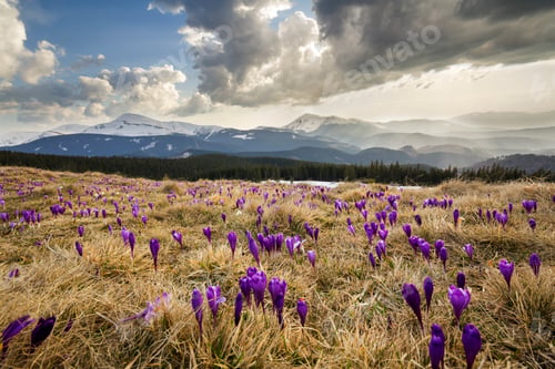 Preview: Close-up of beautiful first spring flowers, violet crocuses blooming in Carpathian mountains