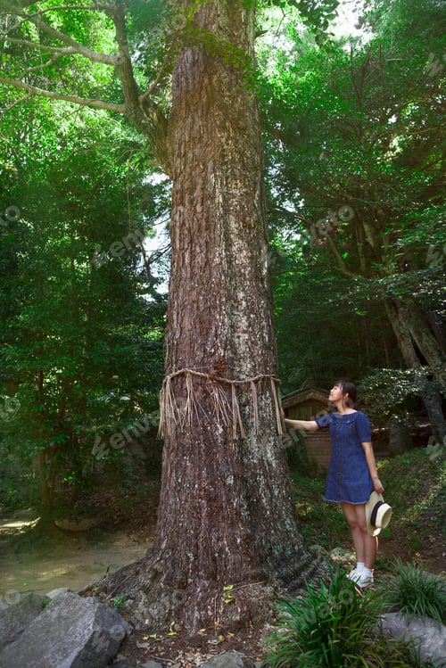 Preview: Young woman touching shimenawa ropes on tree at Shinto Sakurai Shrine