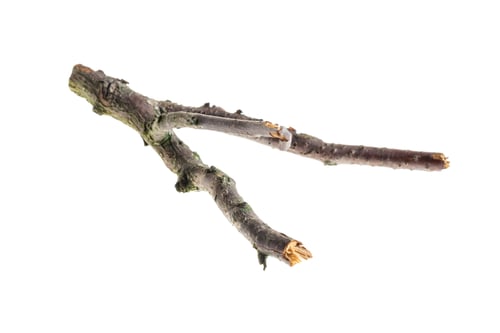 Preview: a withered twig on a white isolated background