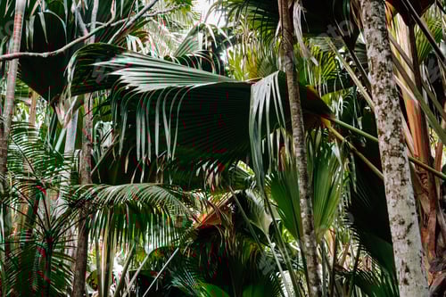 Preview: Green palm tree leaves in thick tropical rainforest.