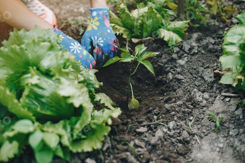 Preview: Beautiful woman works in a garden near the house