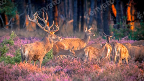 Preview: Group of red deer in heathland