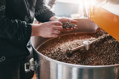 Preview: Male master checks the quality of roasting coffee beans on small factory. Close-up