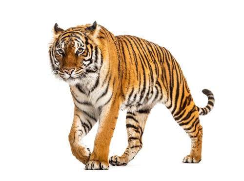 Preview: Tiger