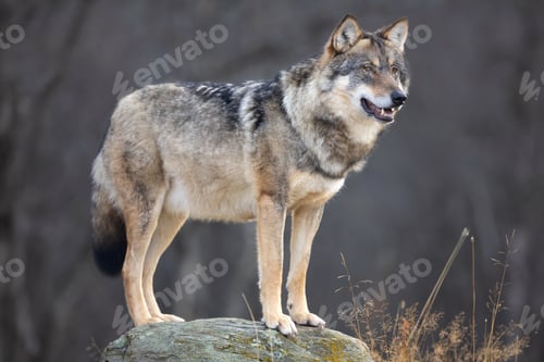 Preview: Portrait of a large male grey wolf standing on a rock looking for prey