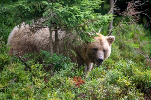 Preview: Wild Brown Bear in the summer forest. Animal in natural habitat. Wildlife scene