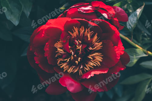 Preview: Peonies in the garden.