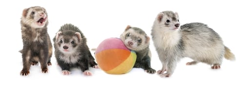 Preview: ferrets in studio