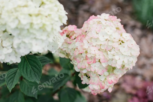 Preview: White Pink Paniculate Hydrangea Flower Framboisine in the Garden
