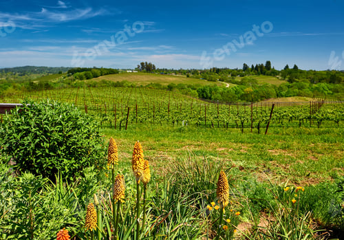 Preview: Vineyards in California, USA