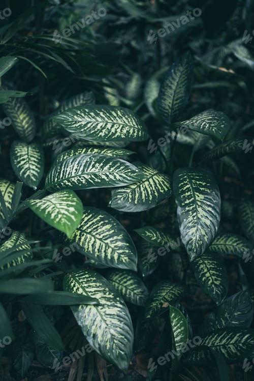 Preview: green plant with nature leaf, tree and environmental background in eco concept
