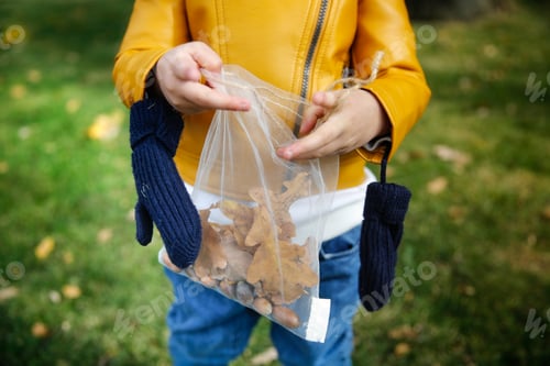 Preview: Exploring the leaves of trees, getting to know nature. The child collects acorns and oak leaves,