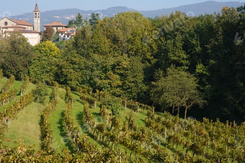 Preview: Vineyards in the park of Curone, Lecco province, Italy