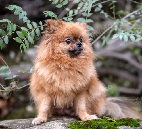 Preview: pomeranian in nature