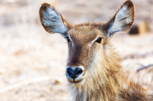 Preview: Closeup Female Waterbuck in Africa
