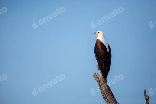 Preview: A fish eagle, perches on a dead branch, blue sky background