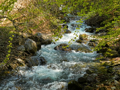 Preview: Scenic view of a river flowing through a green forest