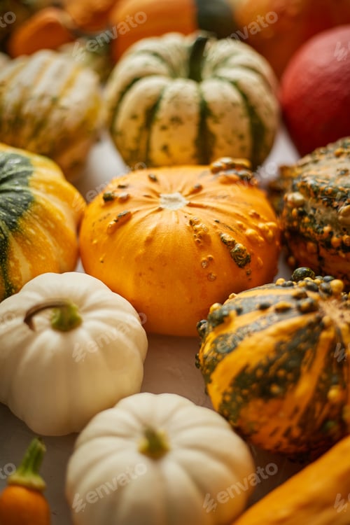 Preview: Colorful various kinds mini pumpkins on white background, top view, flat lay. Fall background