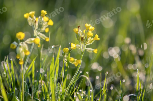 Preview: Close-up isolated tender beautiful wild yellow flowers lit by morning sun blooming on high stems in