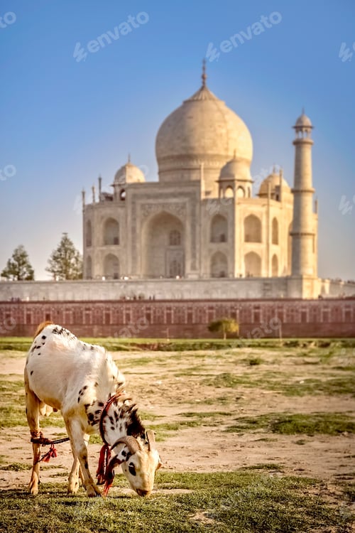 Preview: Goat in front of Taj Mahal