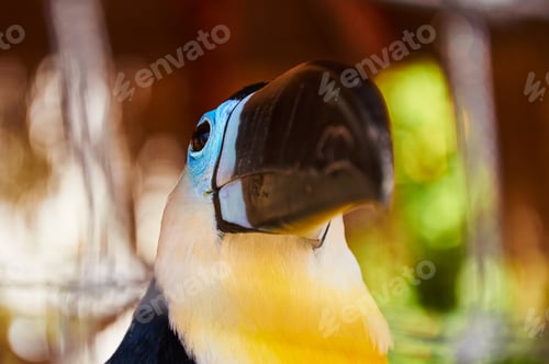 Preview: Beautiful Toucan in captivity