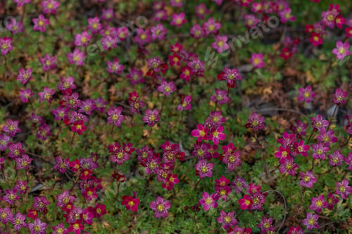 Preview: Closeup shot of a cluster of blooming pink saxifrage flowers