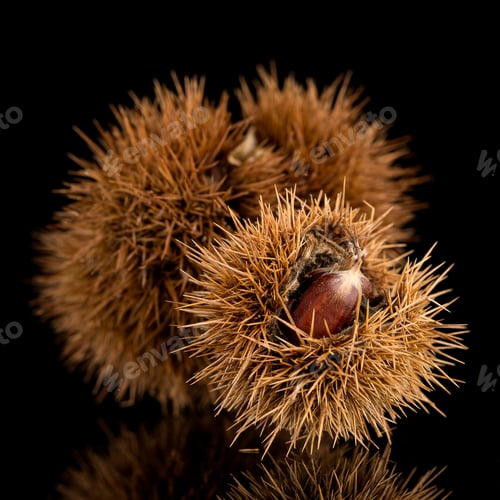 Preview: Chestnuts on a black reflective background