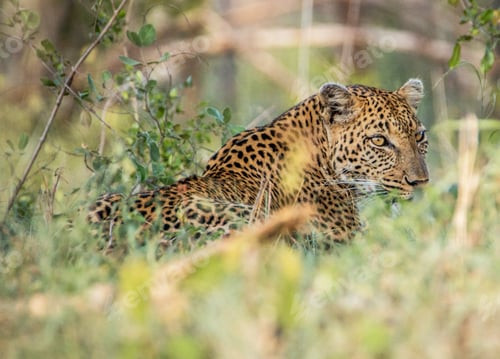 Preview: A Beautiful Namibia Wildlife Place in the World in Picture