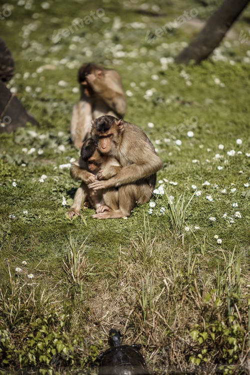 Preview: Vertical shot of a mother monkey hugging her baby on a grassy field