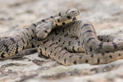 Preview: An Algerian Whip Snake, Hemorrhois algirus, found on the Island of Malta, there known as Serp Ahdar
